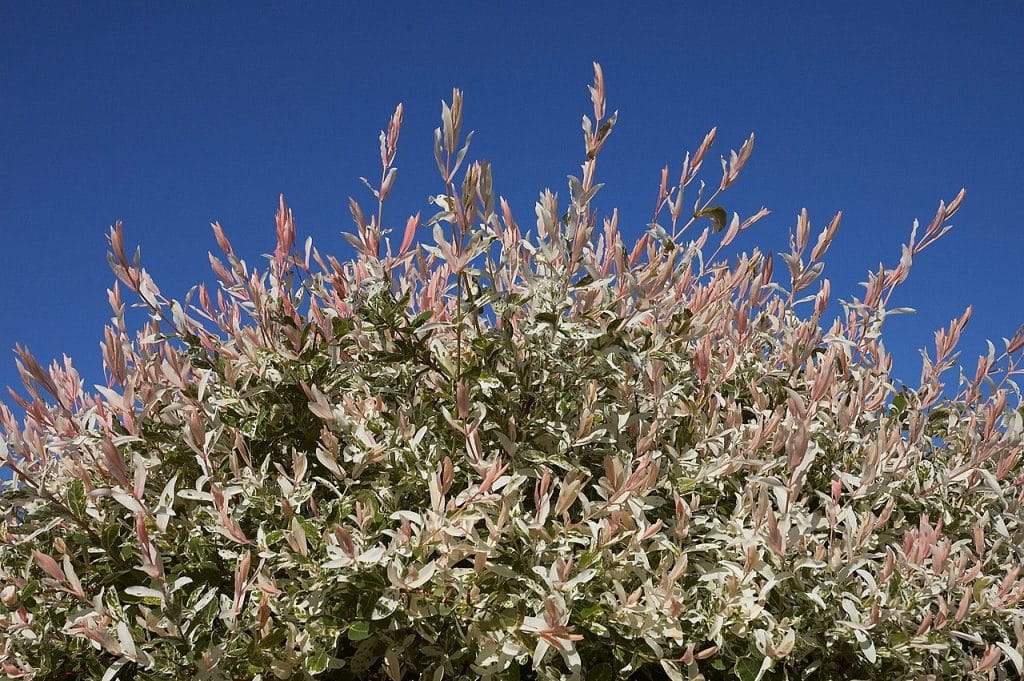 Saule Crevette Comment Planter Et Cultiver Cet Arbre Mon Habitat