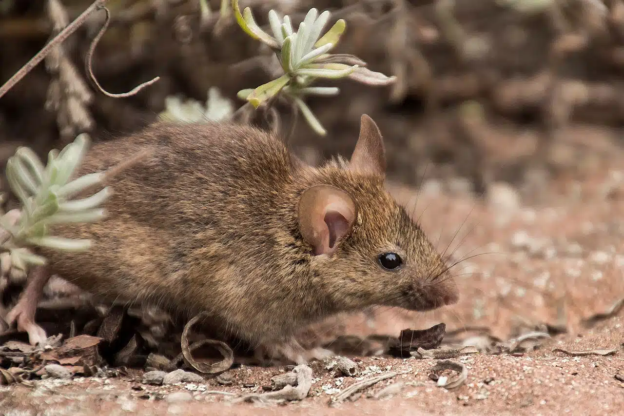 Les méthodes naturelles pour éloigner les mulots de votre domicile