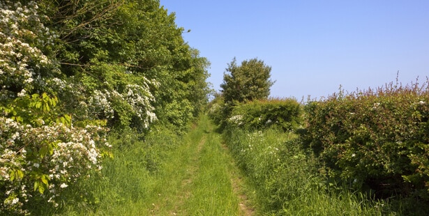 Pourquoi ne pas tailler au printemps ?